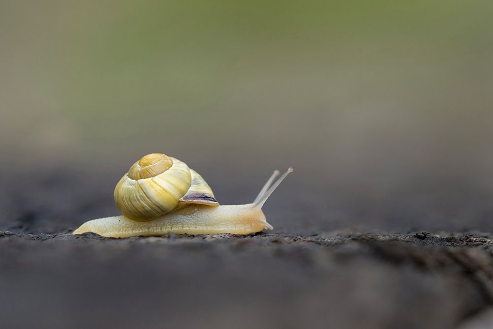 Washington State Grove Snail or Brown-lipped snail and invasive species from Europe Kirkland